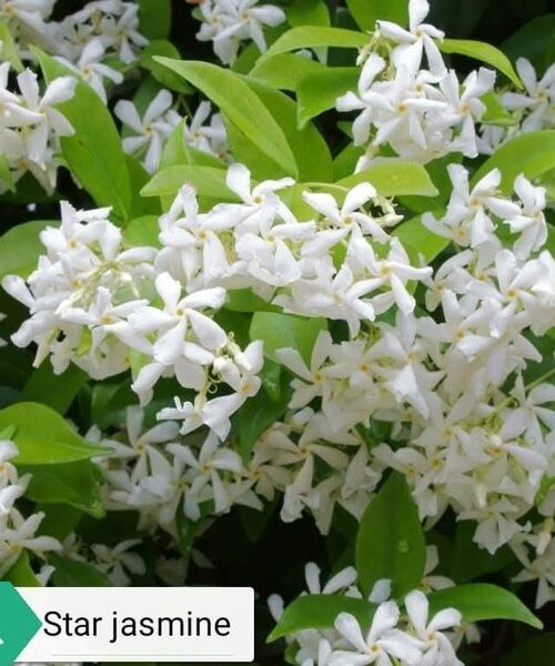 Jasmine