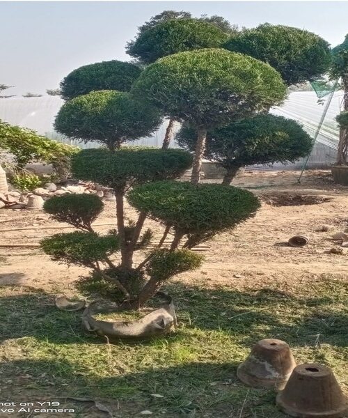 juniper