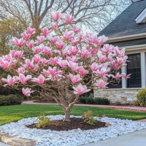 Magnolia pink sauser