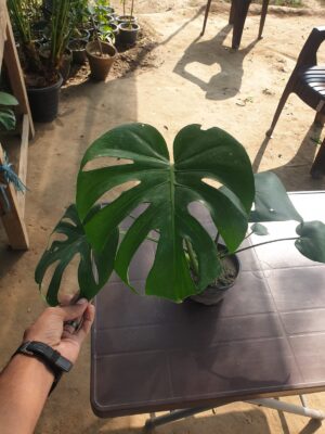 Monstera - Image 2