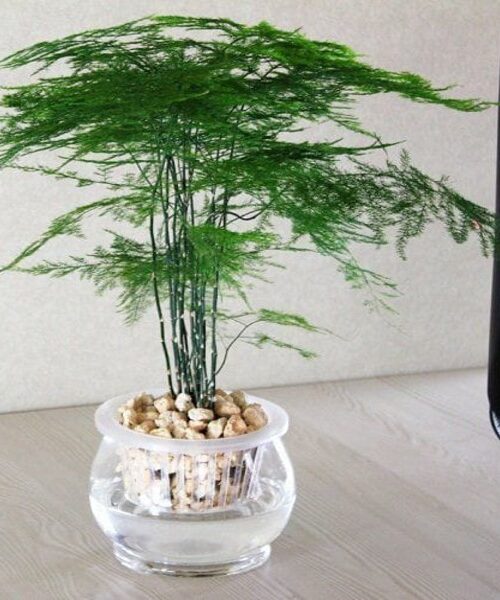 Palamosa Aspara grass