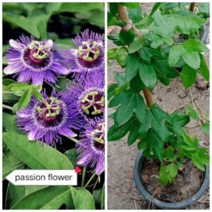 passion flower