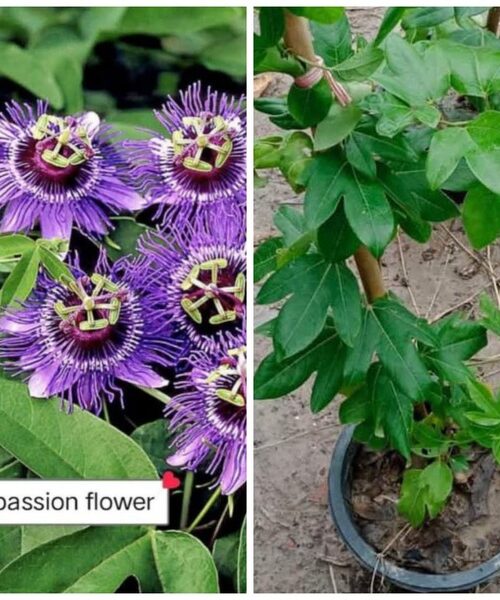 passion flower