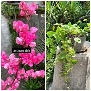 Pink Antigona