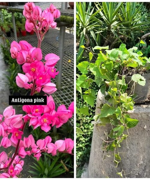Pink Antigona