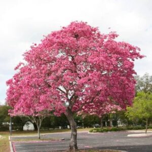 Pink Taboobia