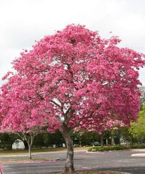 Pink Taboobia