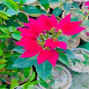 Poinsettia