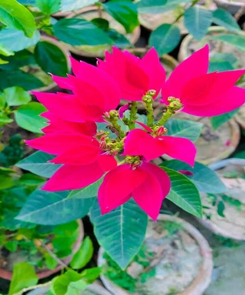 Poinsettia