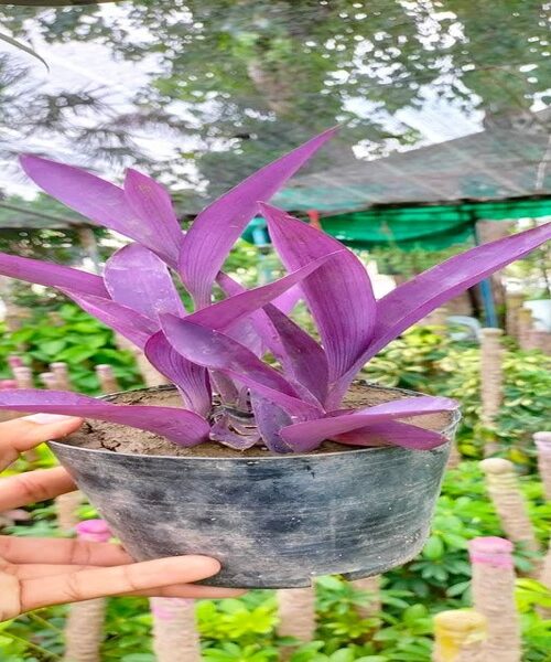 Purple heart