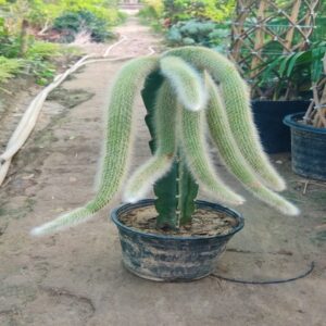 Rat tail cactus