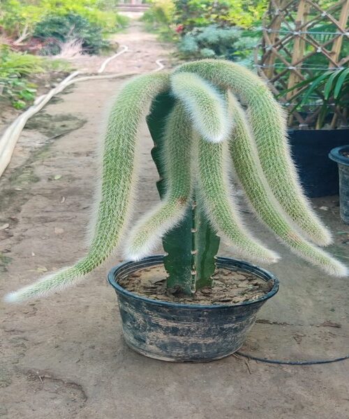 Rat tail cactus