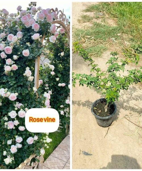 Rose vine white