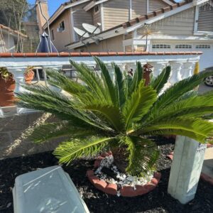 Sago palm