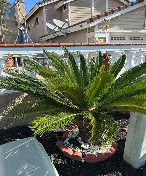 Sago palm