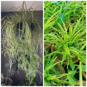 Spider Plant