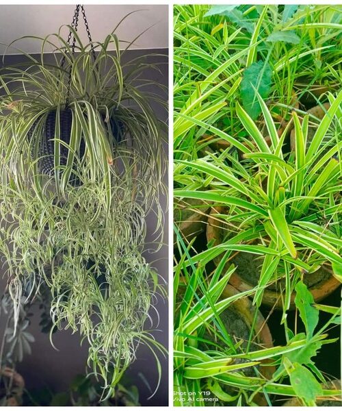 Spider Plant