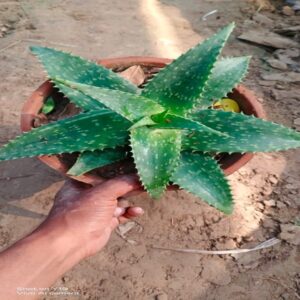 Alovera Star