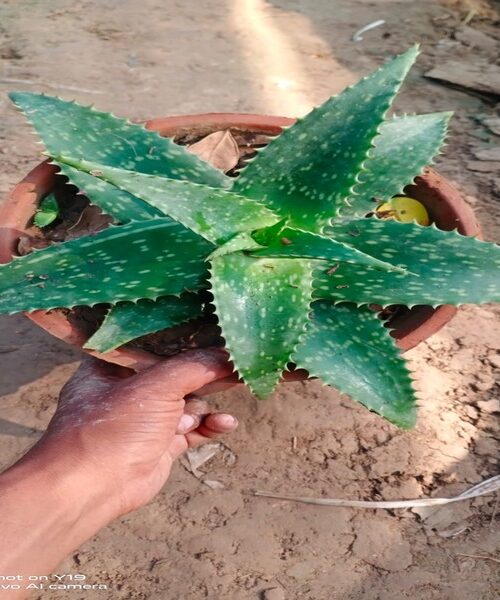 Alovera Star