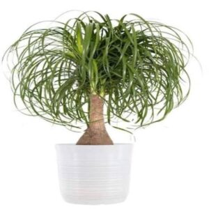 Surahi palm