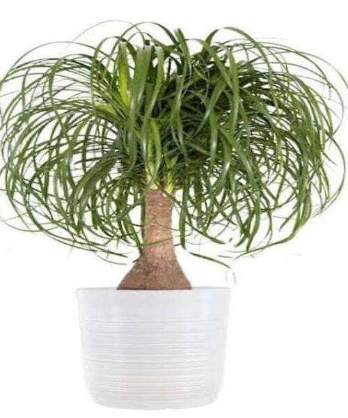 Surahi palm