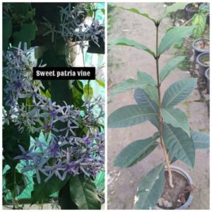 Sweet patria
