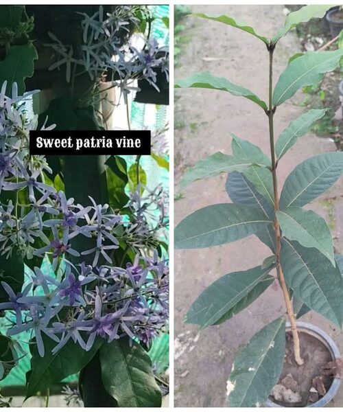Sweet patria