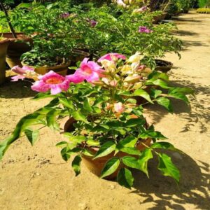 Tecoma purple vine