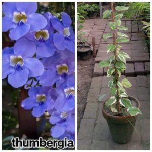 Thumbergia purple