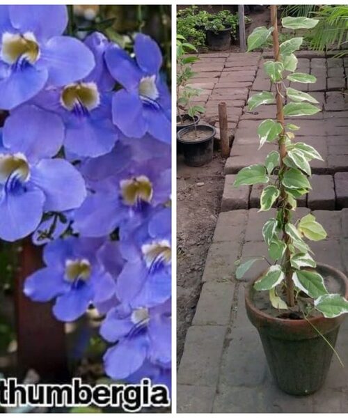 Thumbergia purple