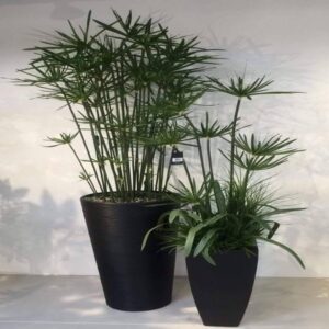 Umbrella palm