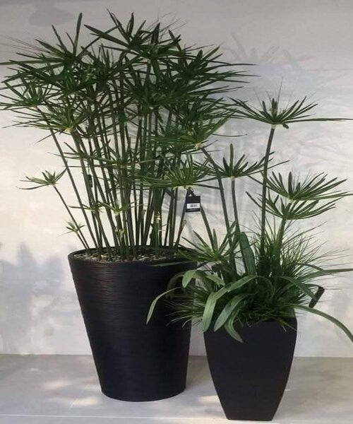 Indoor plants