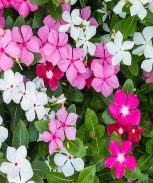 Outdoor plants