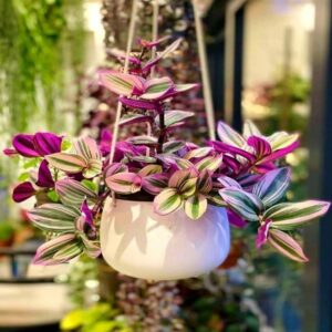 Wandering Jew