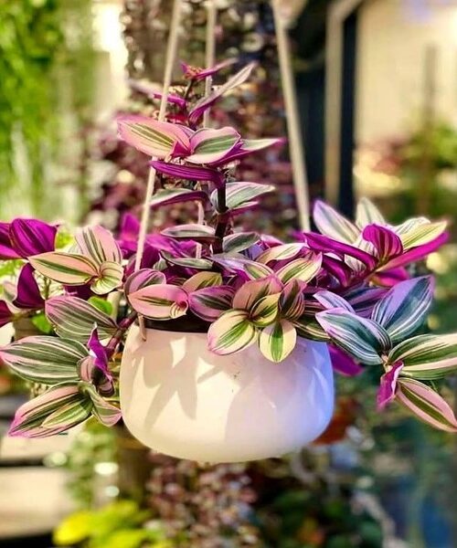 Wandering Jew