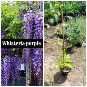 Whisteria Purple