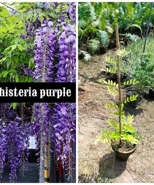 Whisteria Purple