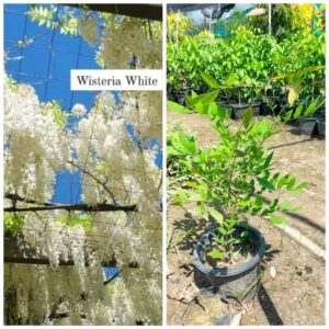 Whisteria White