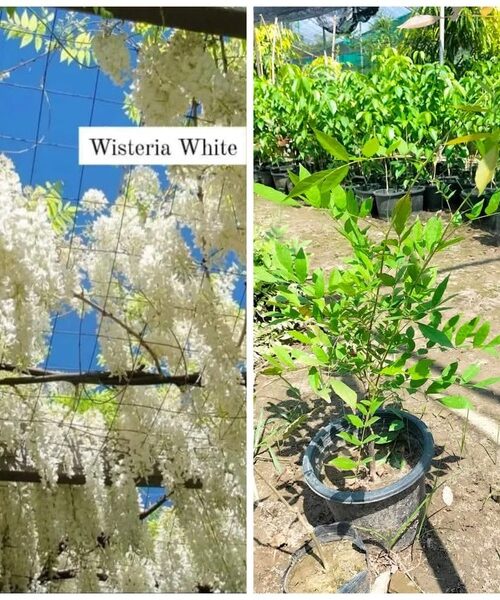 Whisteria White