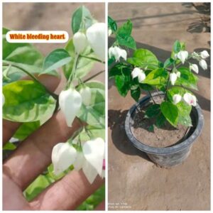 Bleeding heart white