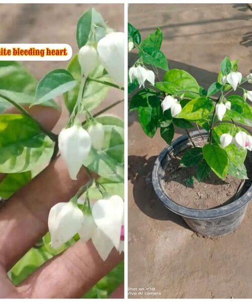 Bleeding heart white