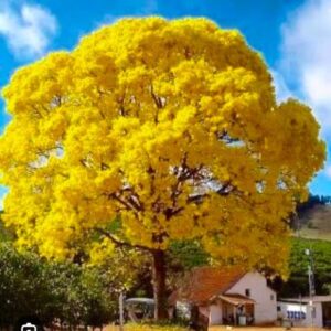 Taboobia yellow