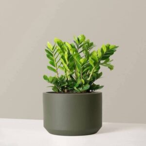 Zz plant