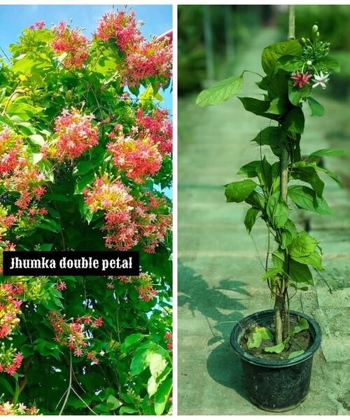 jhumka signal