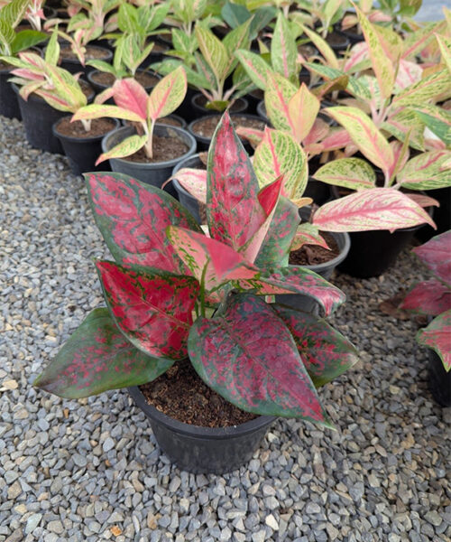 Agronomia black maroon
