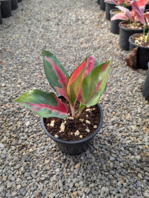Agronomia suksom