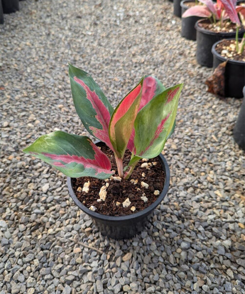Agronomia suksom