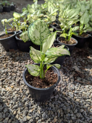 Agronomia super white