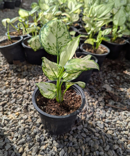 Agronomia super white