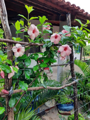 Almanda peach colour